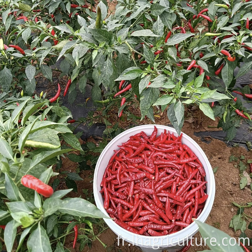 Millet Red Pepper Picking